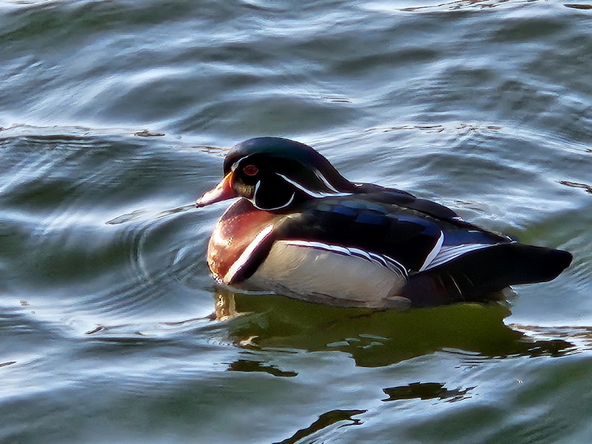 Wood Duck - ML620744222