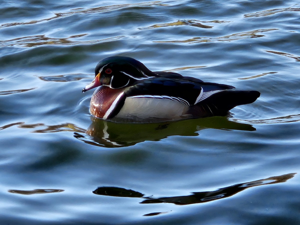 Wood Duck - ML620744223