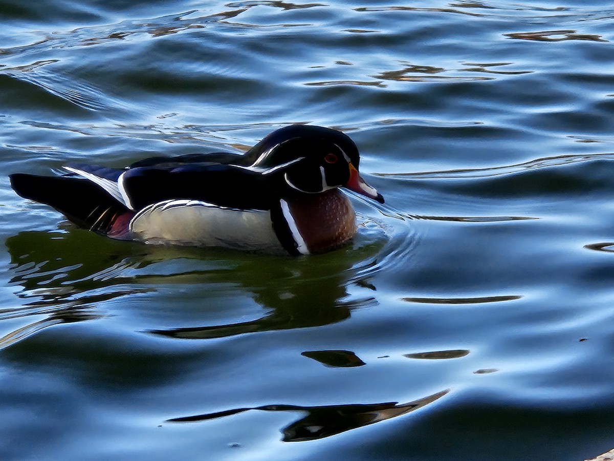 Wood Duck - ML620744224