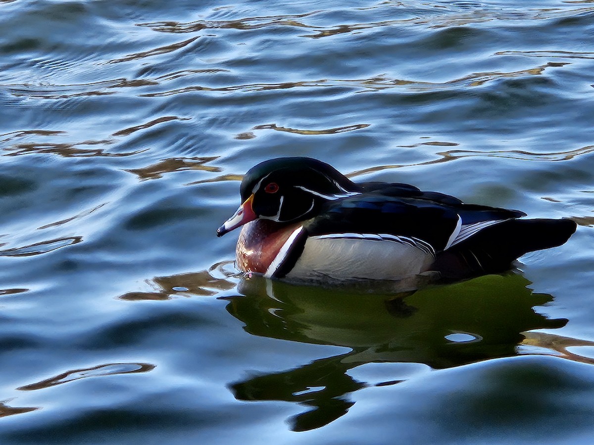 Wood Duck - ML620744225