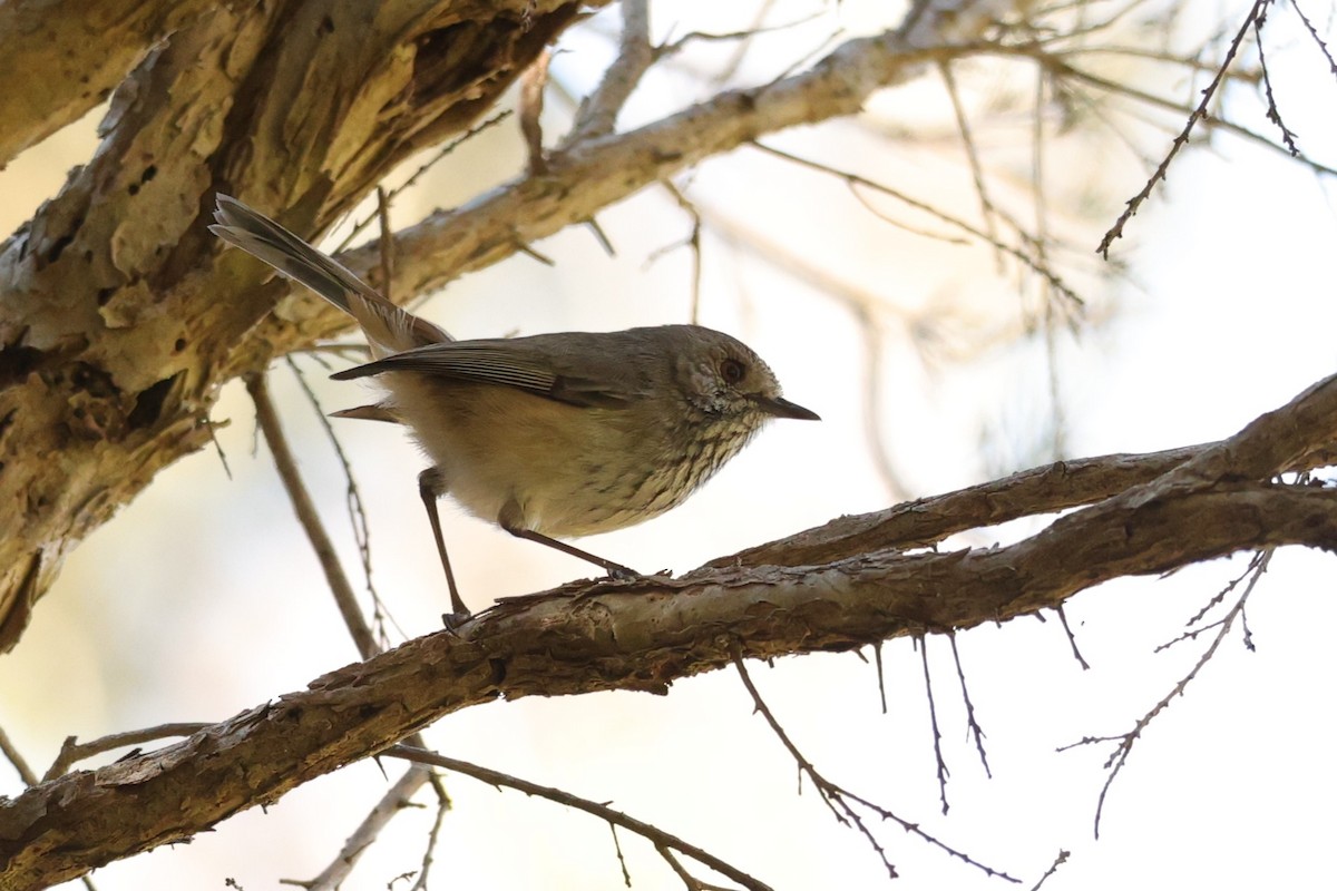 Inland Thornbill - ML620744227