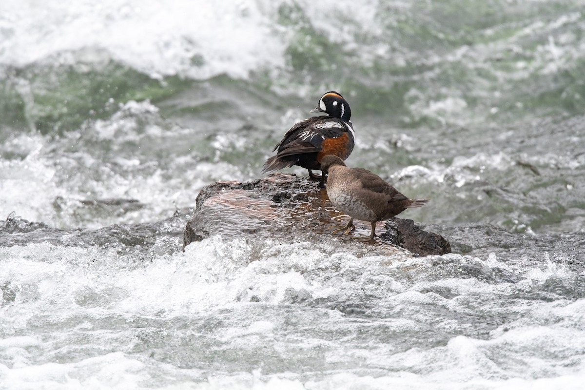 Harlequin Duck - ML620744228