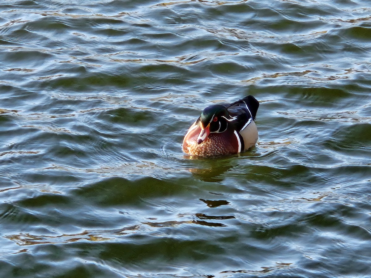 Wood Duck - ML620744229