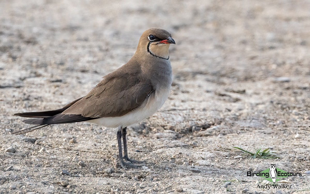 Collared Pratincole - ML620744232