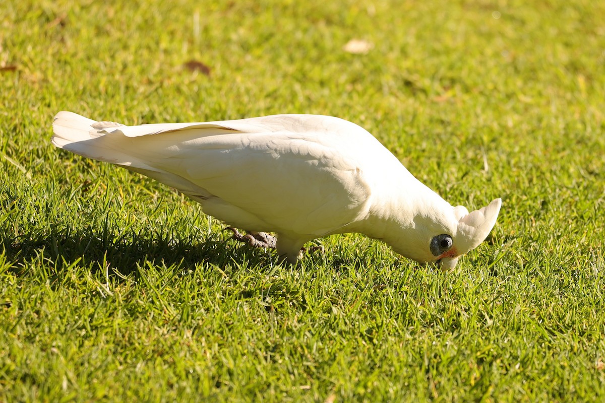 Cacatúa Sanguínea - ML620744235