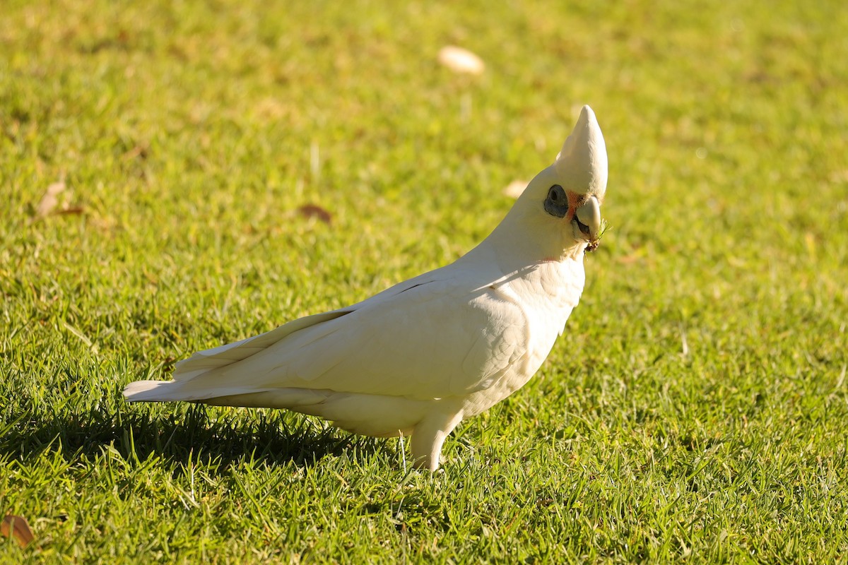 Cacatúa Sanguínea - ML620744236