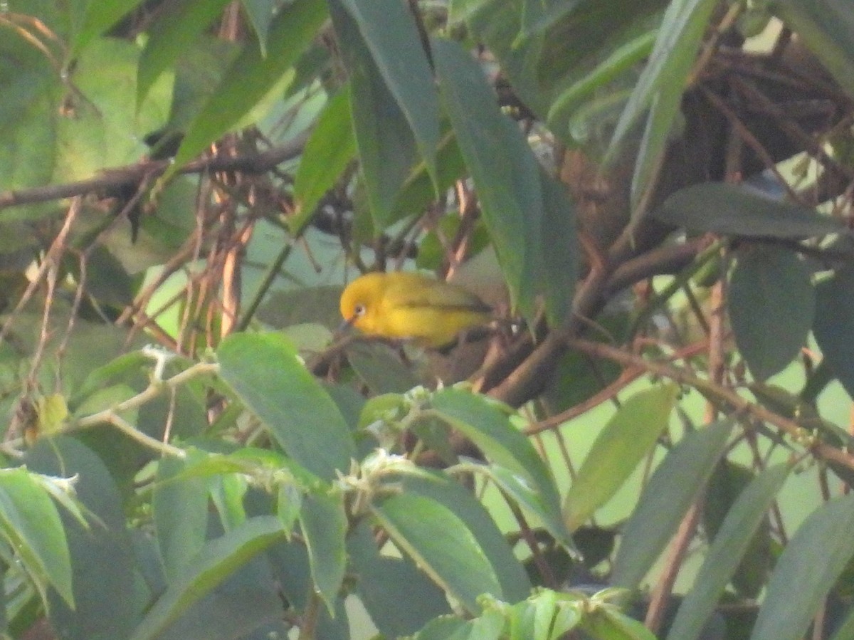 Northern Yellow White-eye - ML620744237