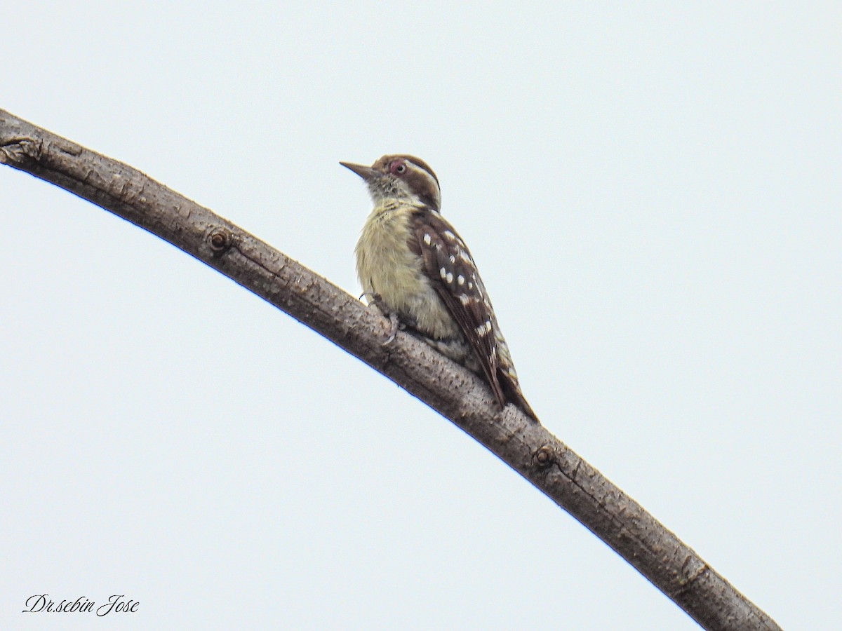 Brown-capped Pygmy Woodpecker - ML620744238