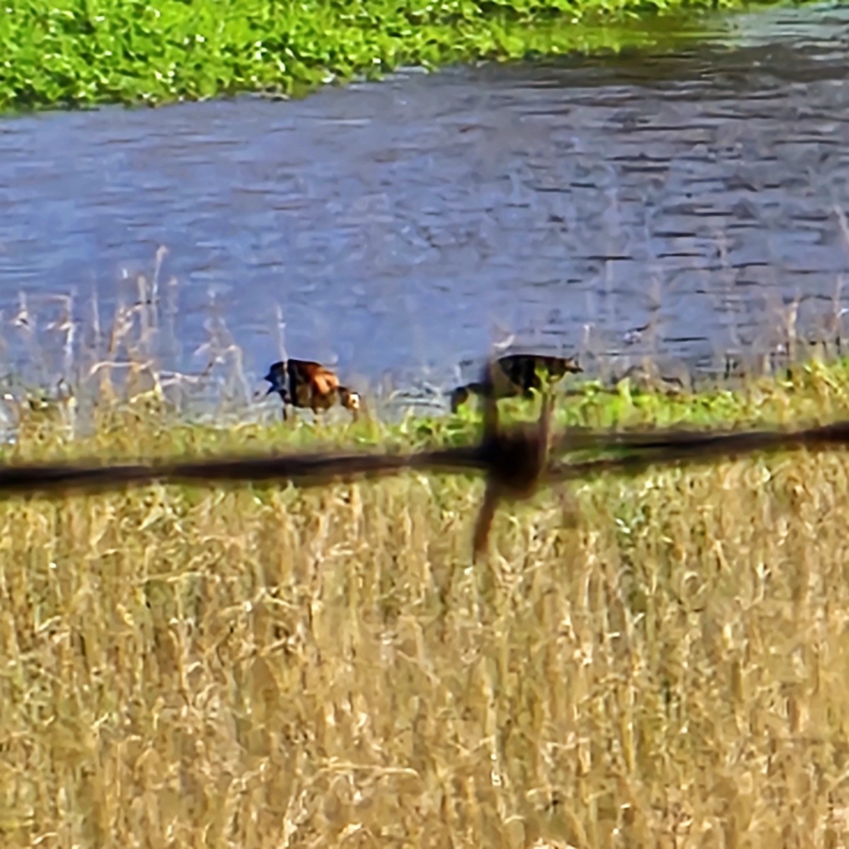 Black-bellied Whistling-Duck - ML620744242