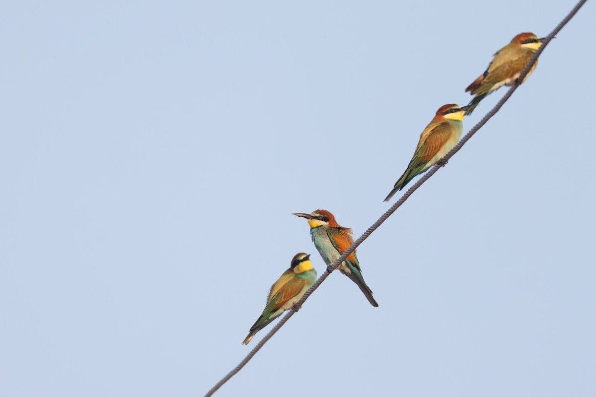 European Bee-eater - ML620744243