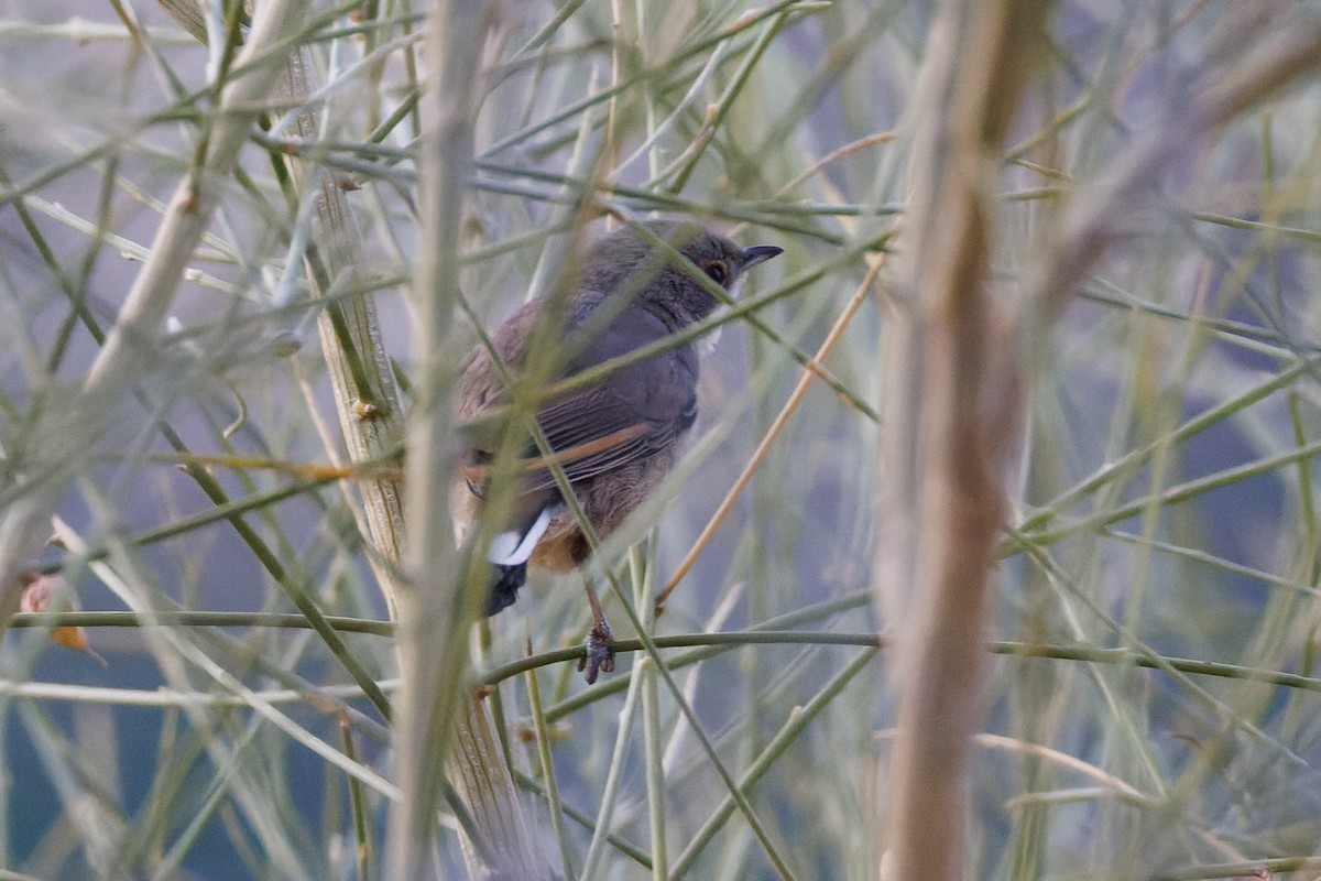 Sardinian Warbler - ML620744247