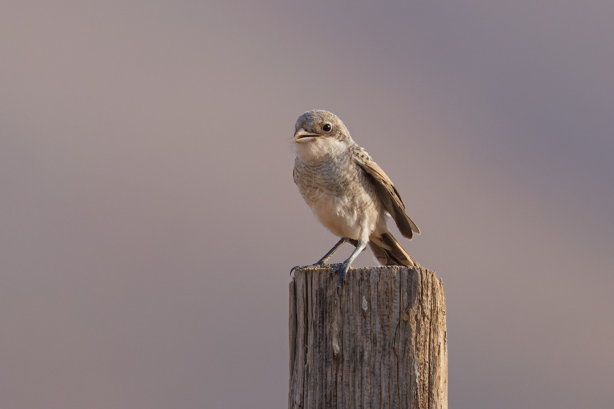 Woodchat Shrike - ML620744249