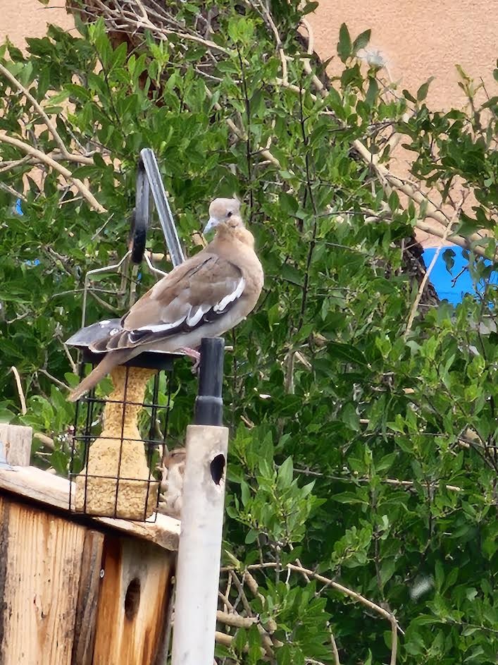 White-winged Dove - ML620744251