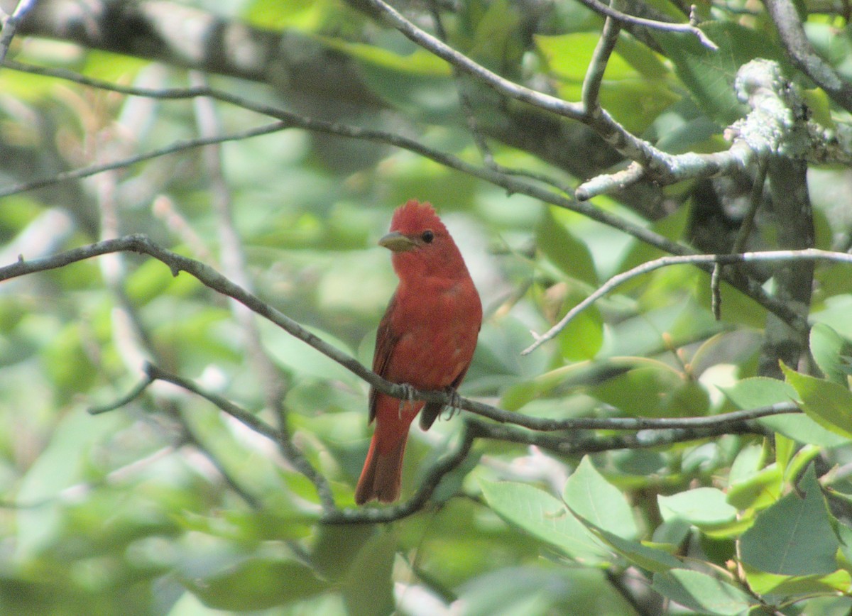 Summer Tanager - ML620744256