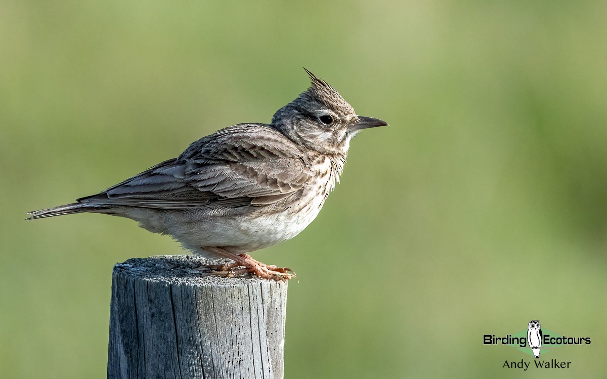 Crested Lark (Crested) - ML620744258