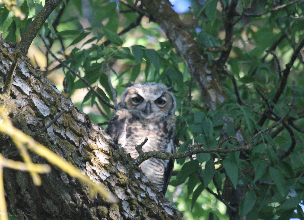 Great Horned Owl - ML620744261