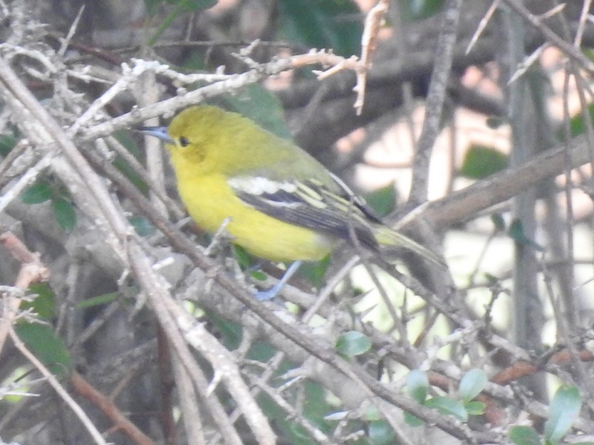 White-tailed Iora - RAVEESHA H N