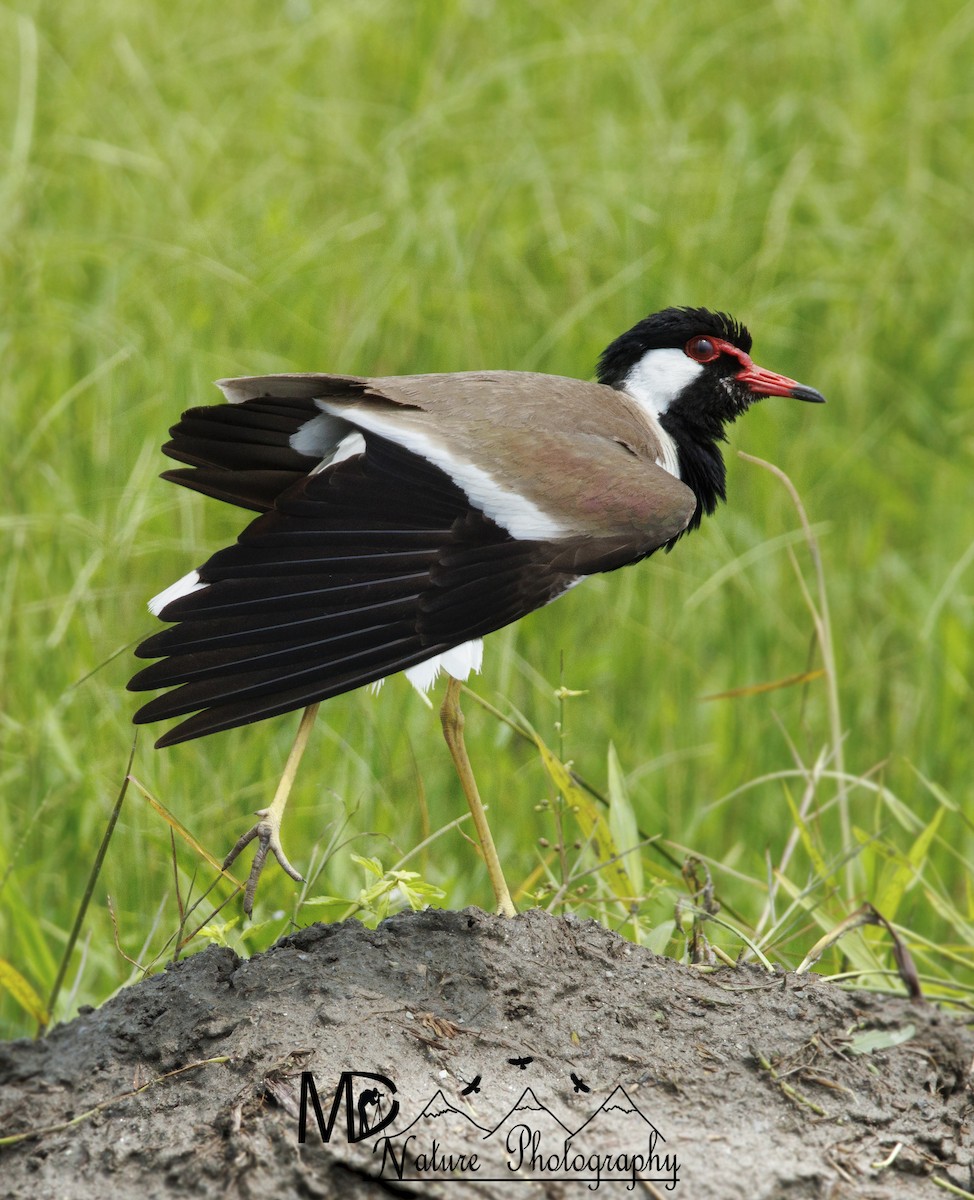 Red-wattled Lapwing - ML620744266