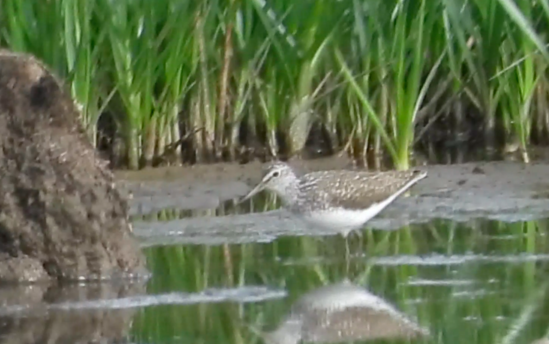 Green Sandpiper - ML620744267