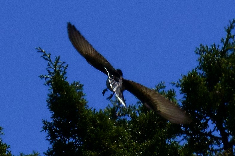 Eastern Kingbird - ML620744268