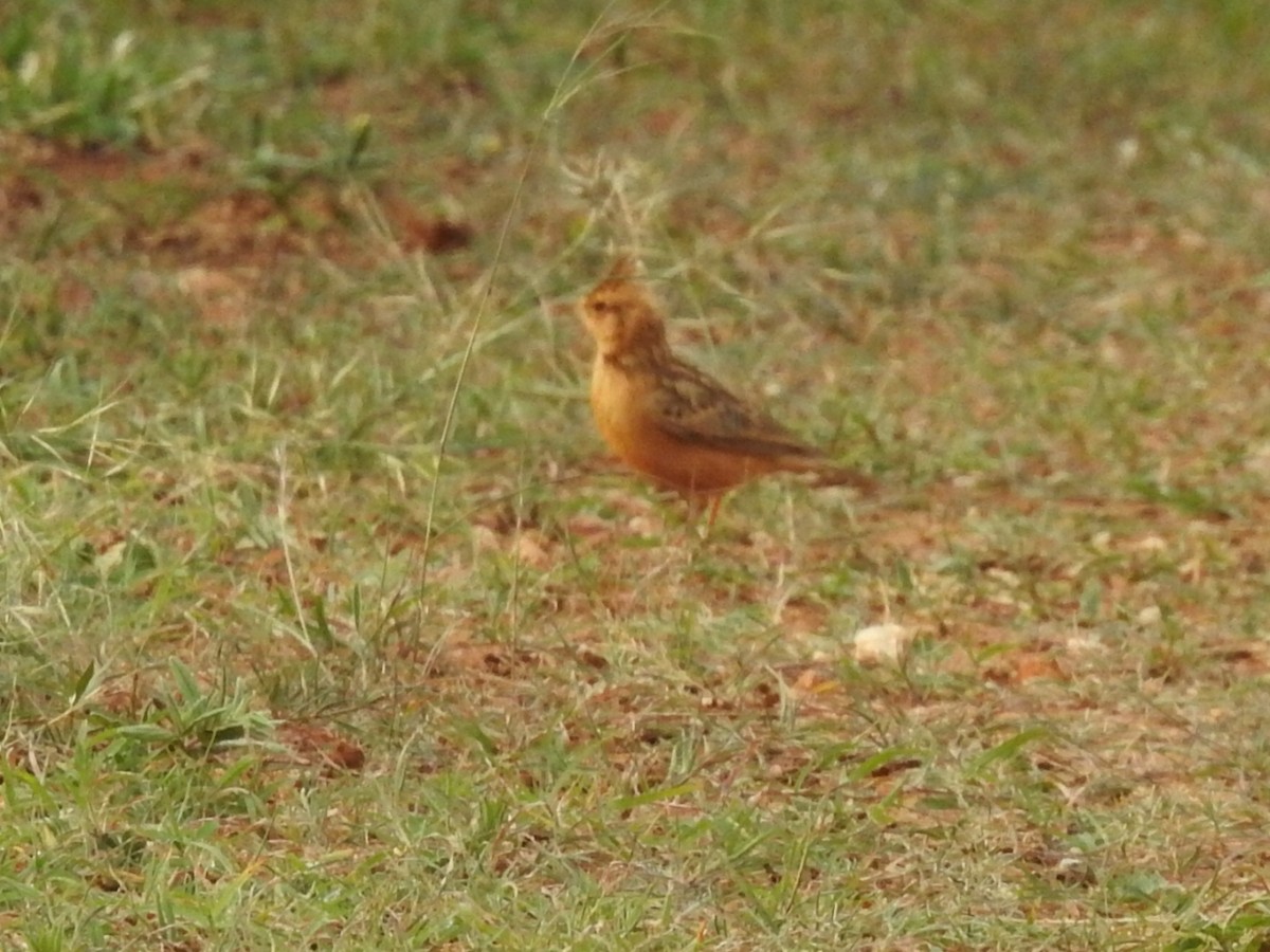 Tawny Lark - ML620744269