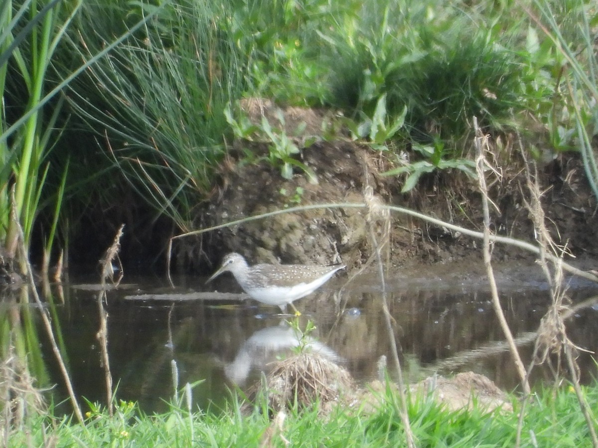 Green Sandpiper - ML620744273