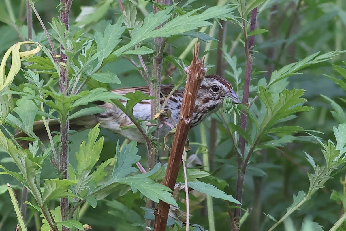 Song Sparrow - ML620744274