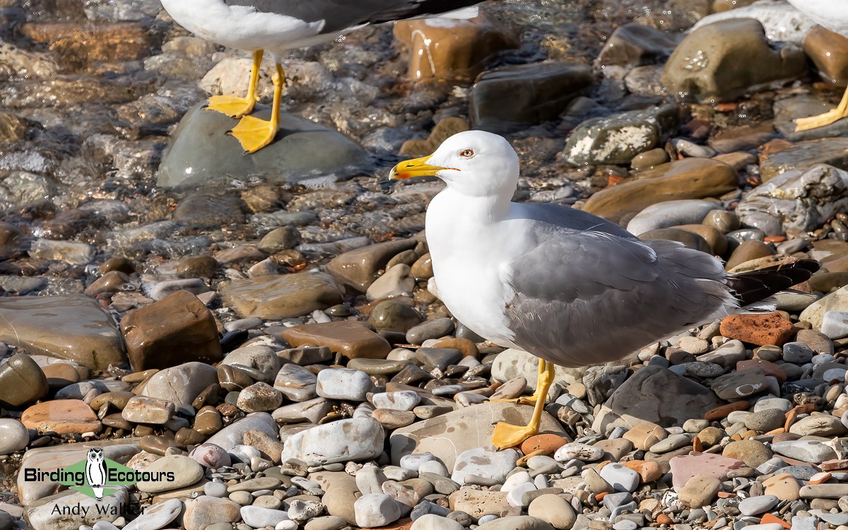 Yellow-legged Gull (michahellis) - ML620744277