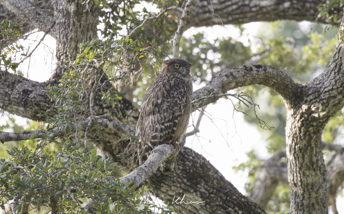 Brown Fish-Owl - ML620744283