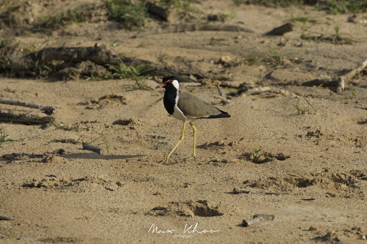 Red-wattled Lapwing - Max Khoo