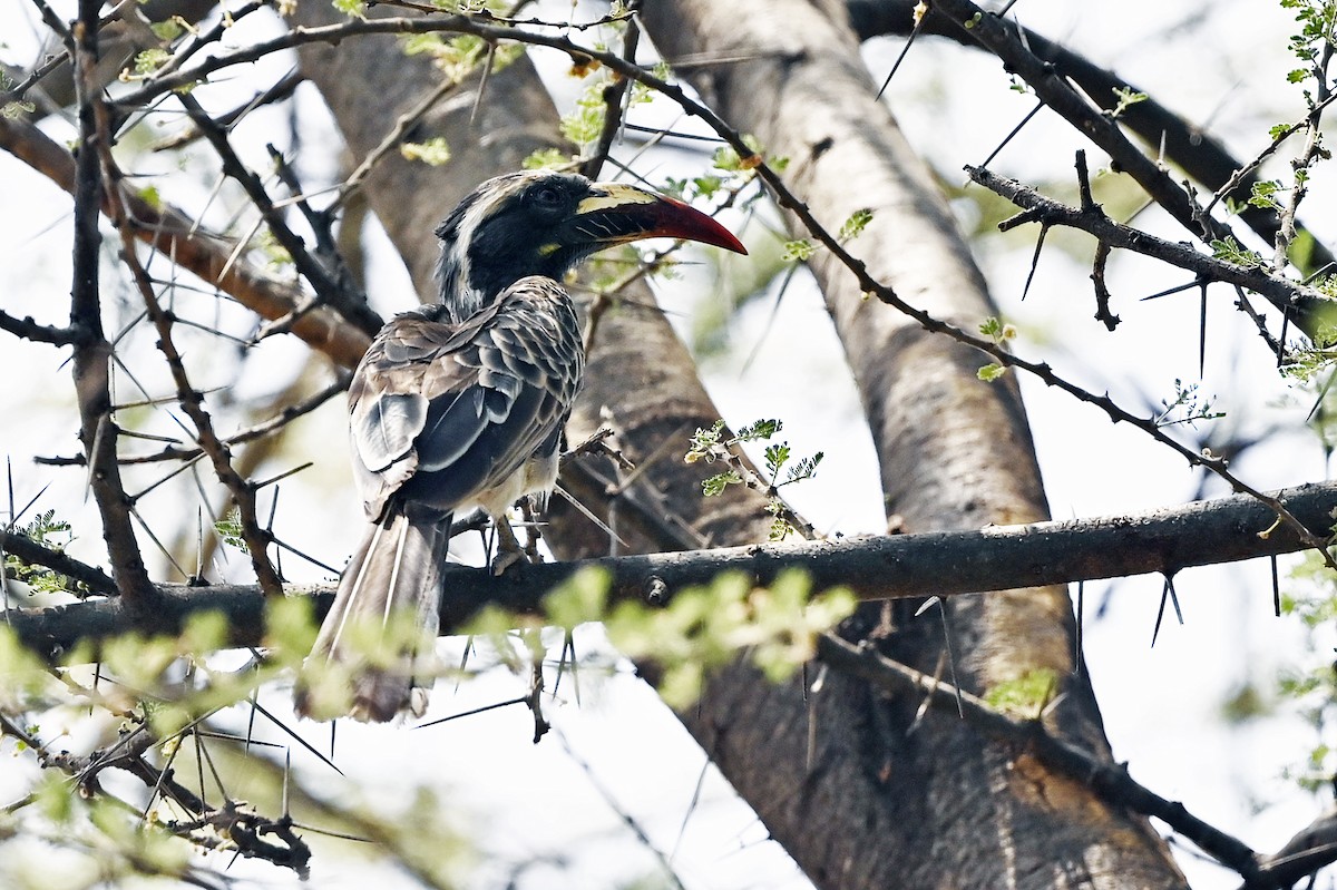 African Gray Hornbill - ML620744294