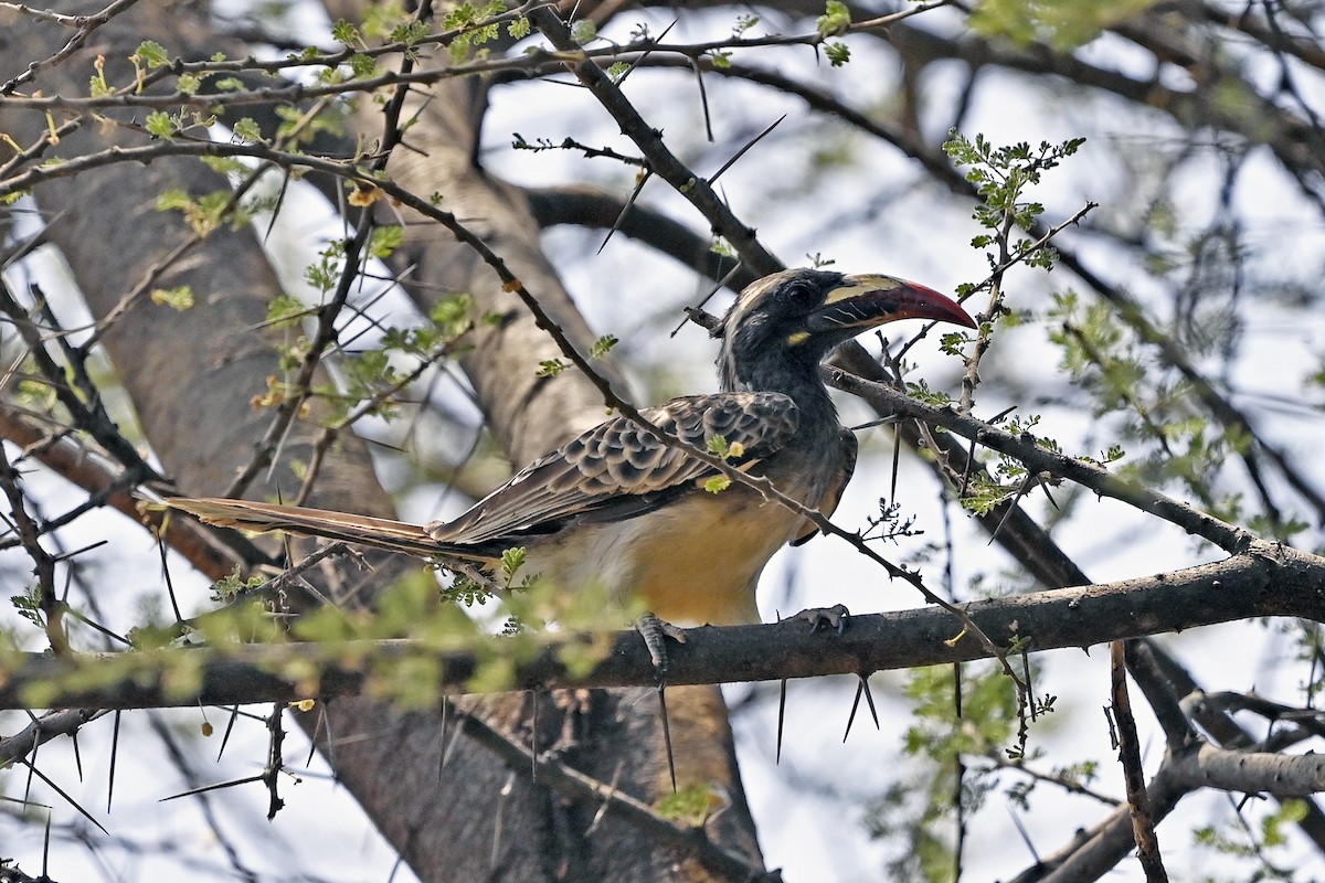 African Gray Hornbill - Wachara  Sanguansombat