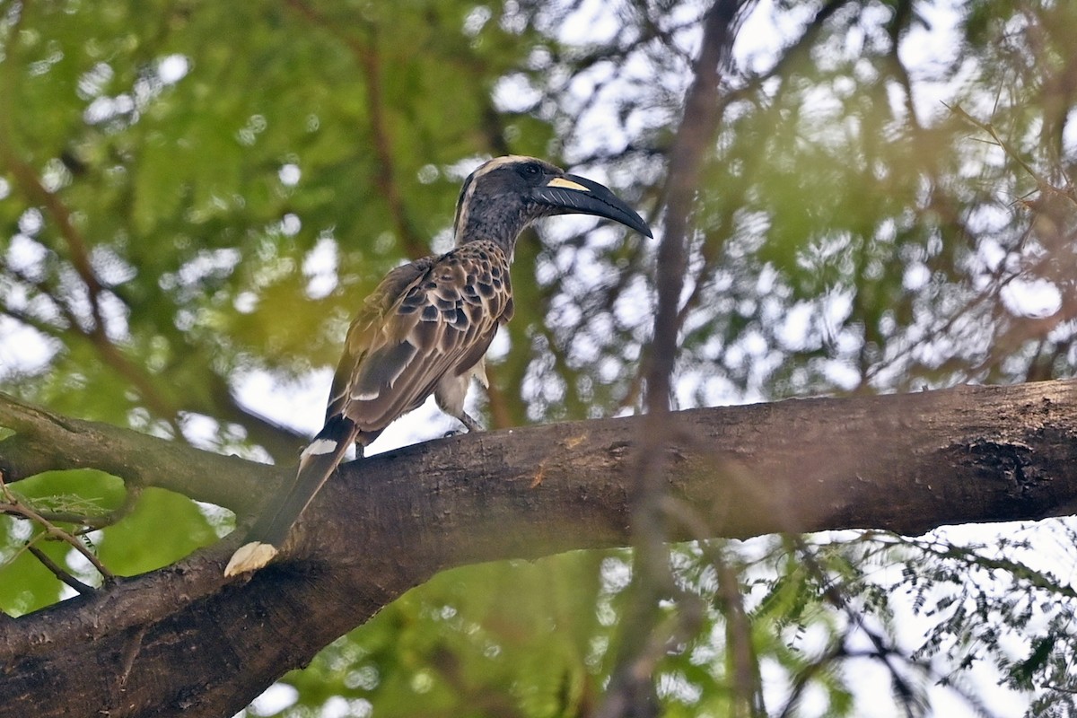 African Gray Hornbill - ML620744298