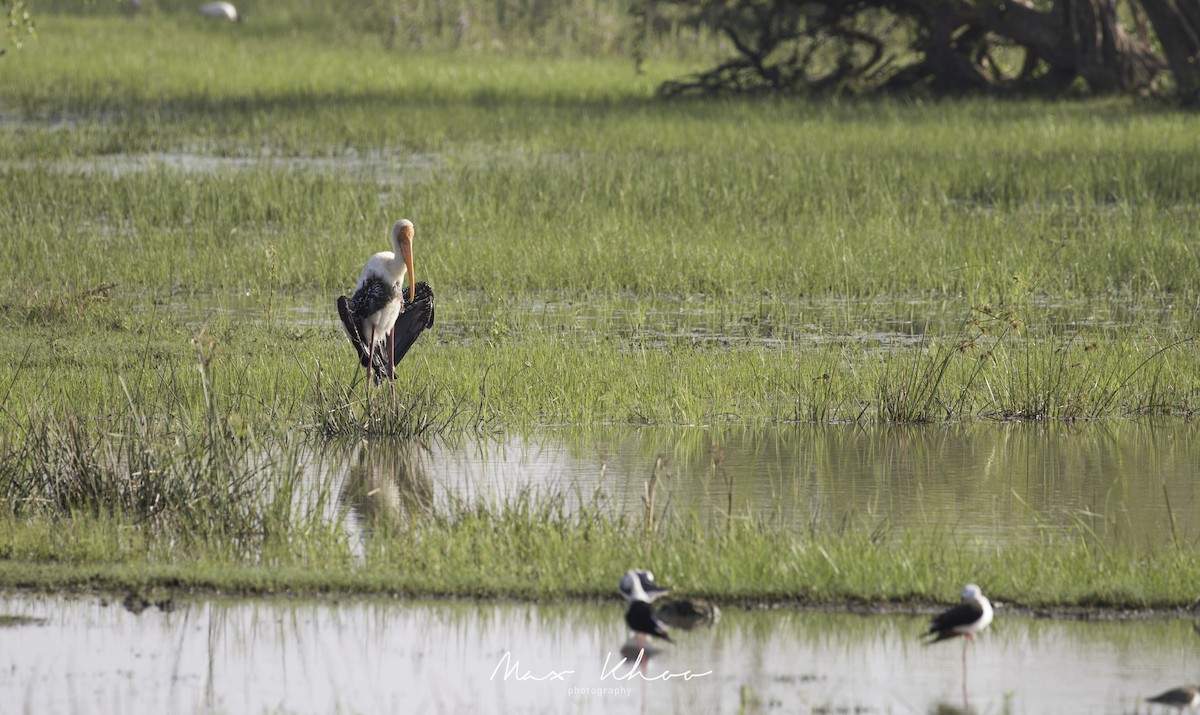 Painted Stork - ML620744302