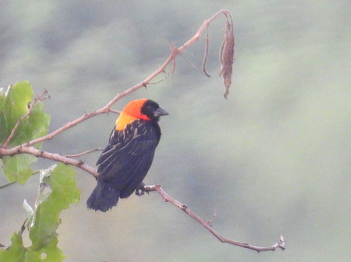 Black Bishop - ML620744308