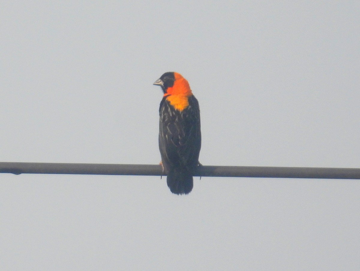 Black Bishop - ML620744309