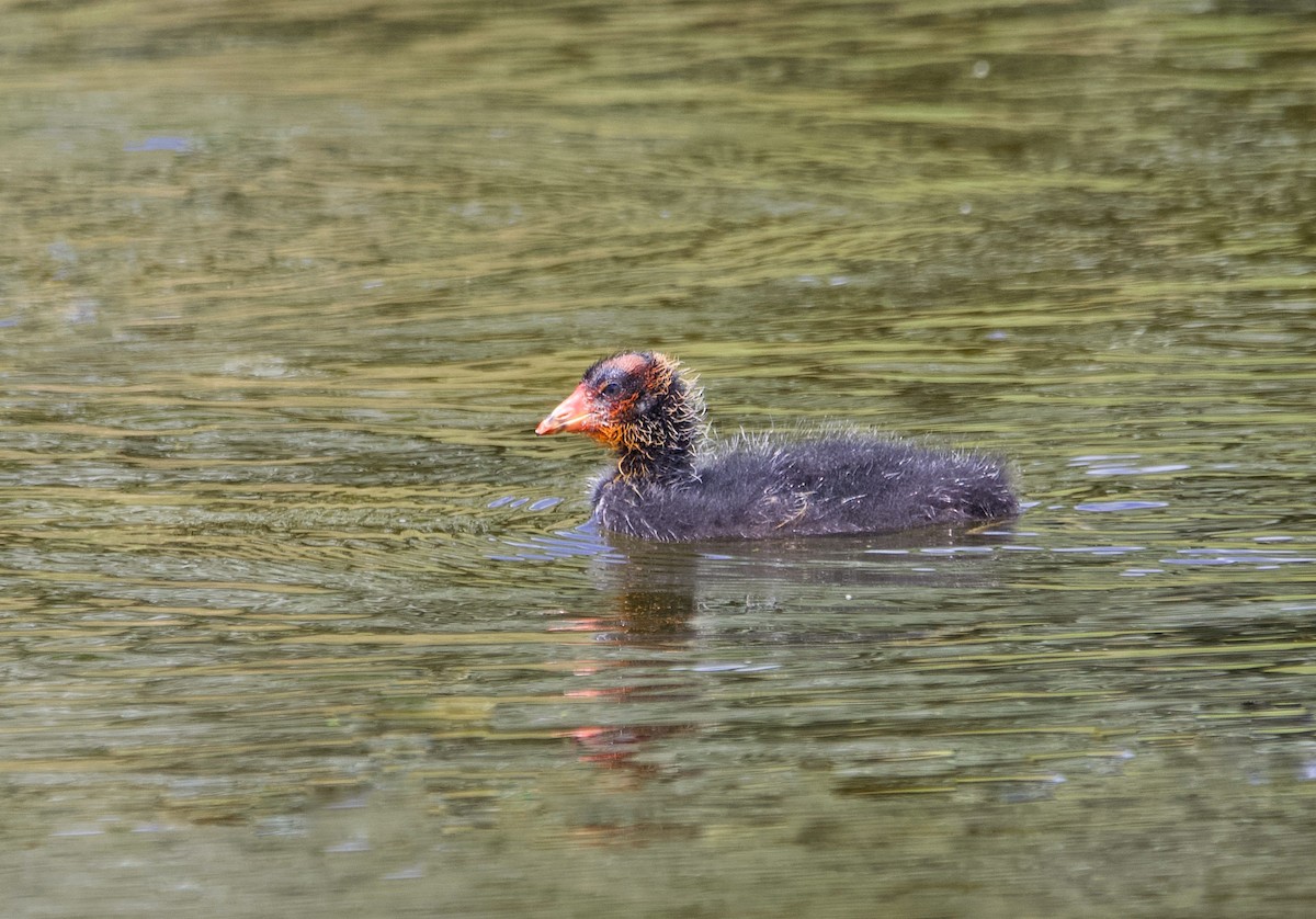 American Coot (Red-shielded) - ML620744311