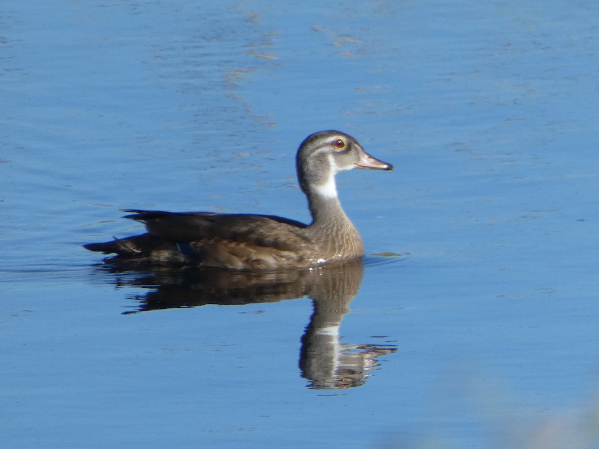 Wood Duck - ML620744312