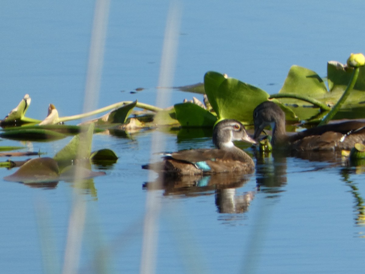 Wood Duck - ML620744313