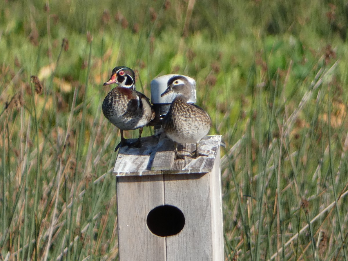 Wood Duck - ML620744314