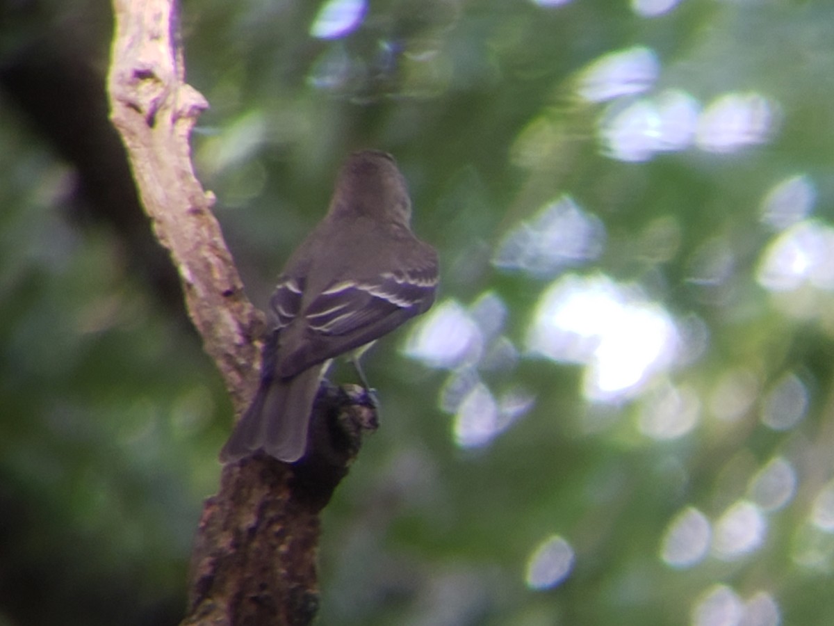 Acadian Flycatcher - ML620744319