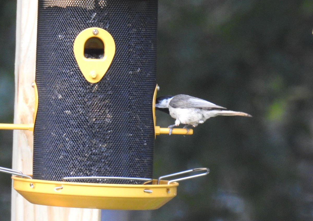 Carolina Chickadee - ML620744322