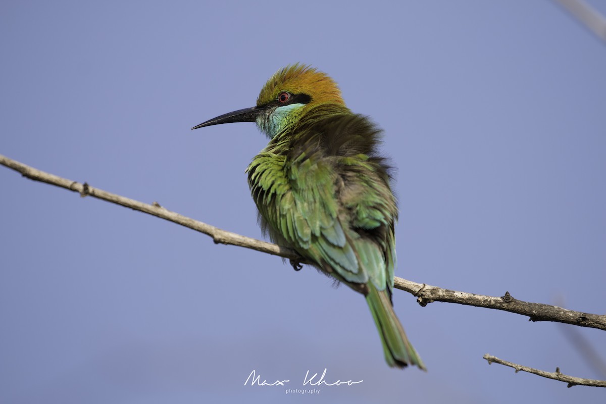 Asian Green Bee-eater - ML620744325