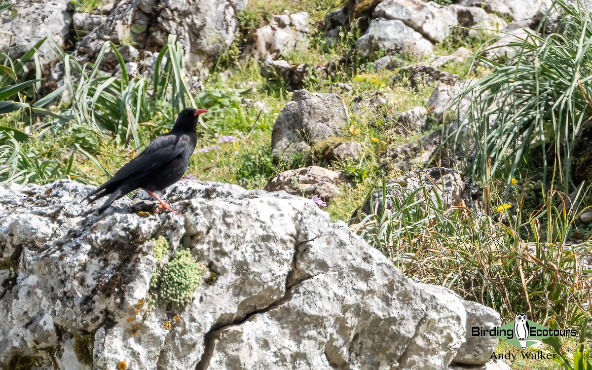 Red-billed Chough - ML620744326