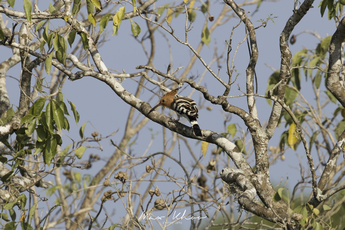 Eurasian Hoopoe - ML620744327