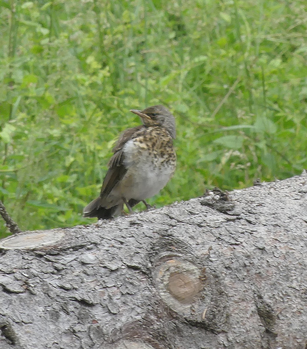 Fieldfare - ML620744328