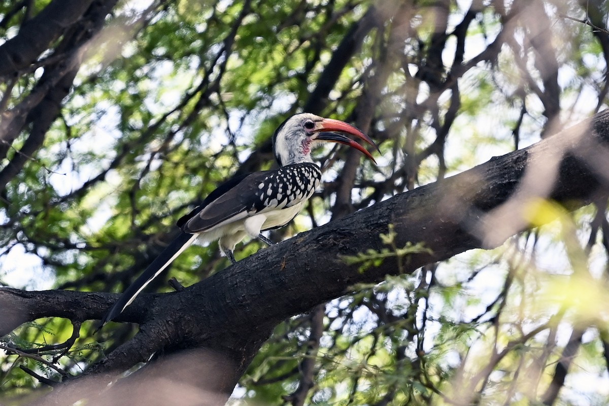 Northern Red-billed Hornbill - ML620744329