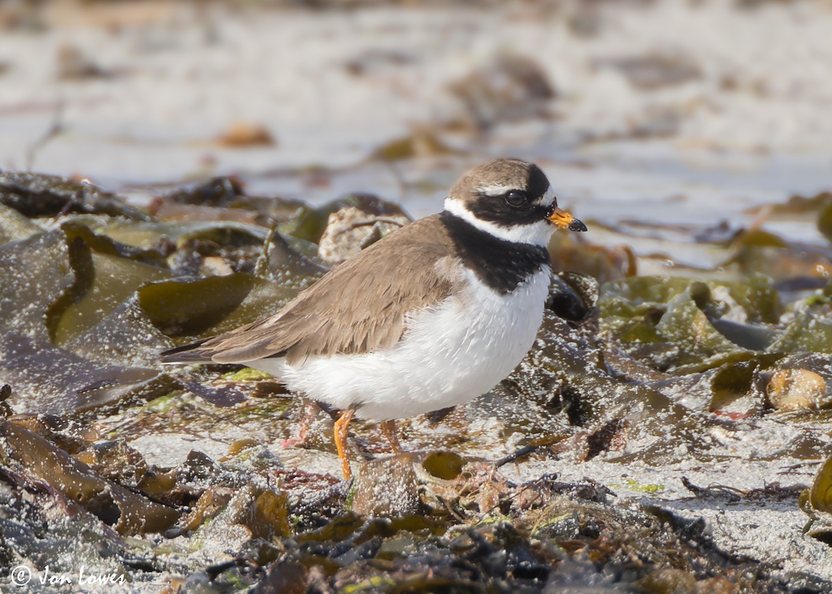 Common Ringed Plover - ML620744331