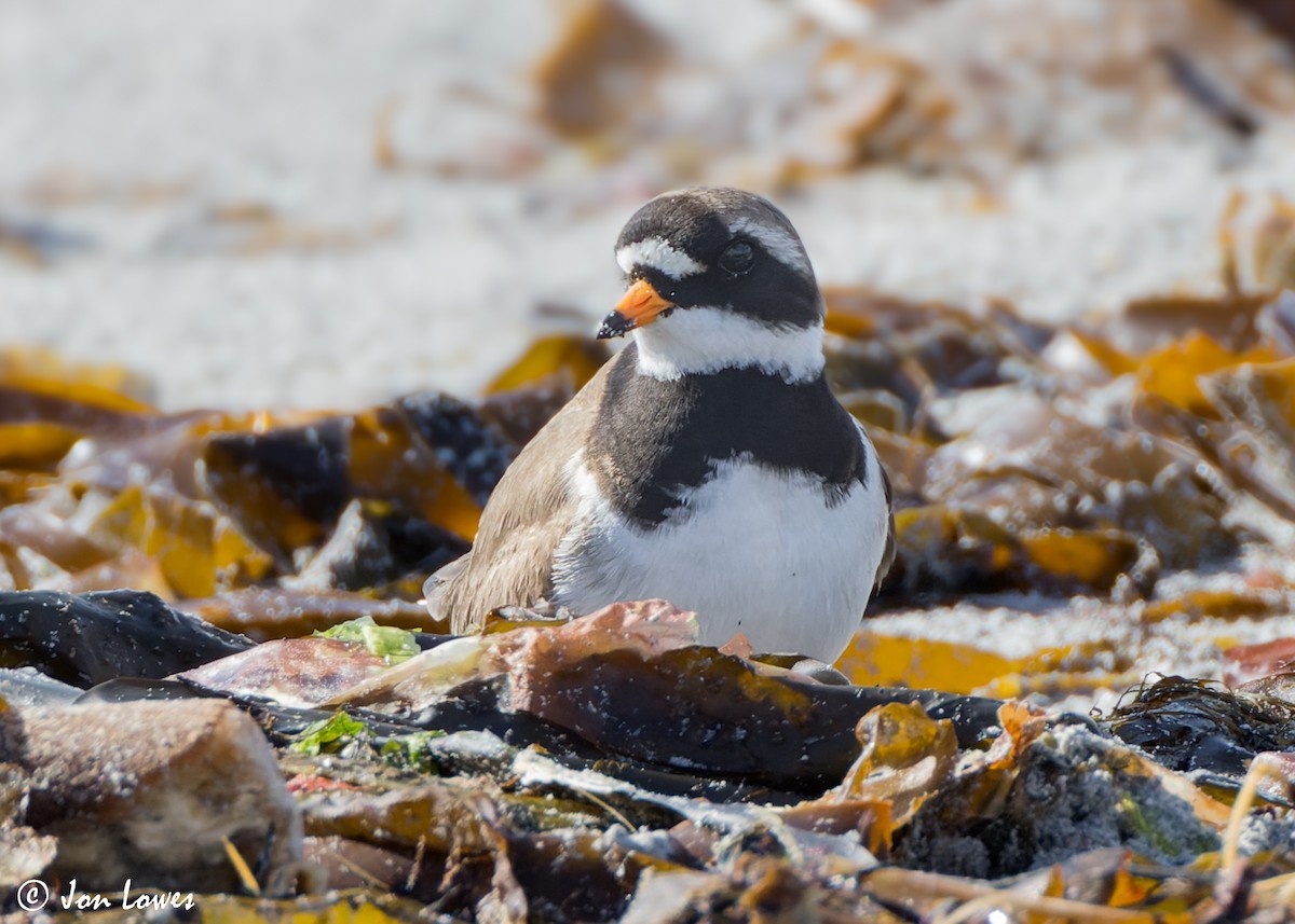 Common Ringed Plover - ML620744336