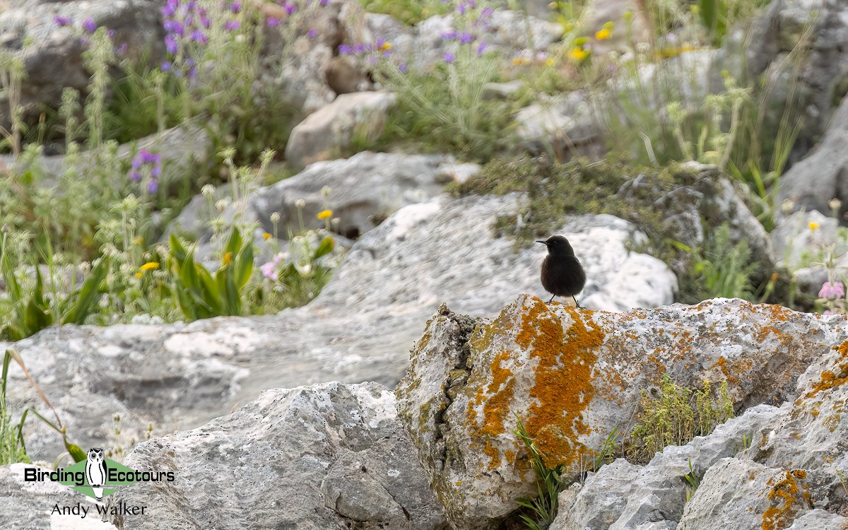 Black Wheatear - ML620744337